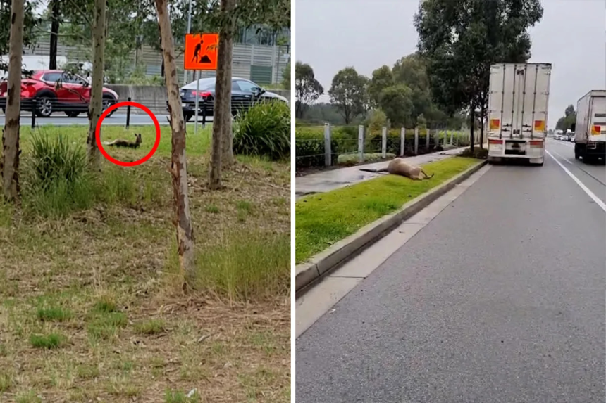 Dashcam footage could catch more drivers breaking $5,500 rule – Yahoo News Australia