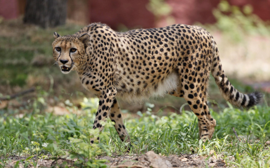 Project Cheetah takes new turns as young males explore the wild – Mongabay India