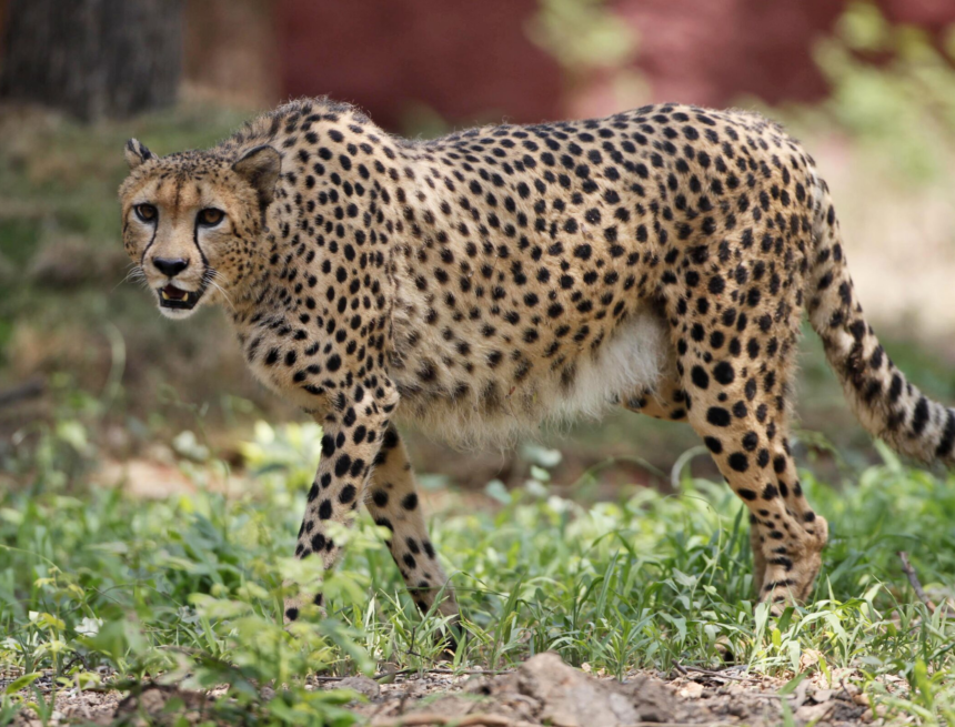 wp-header-logo-388.png Project Cheetah takes new turns as young males explore the wild – Mongabay India