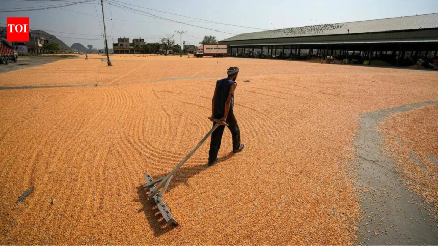 India builds record grain reserves as El Nino returns: Rice stocks hit new peak, wheat stores at five-yea – The Times of India