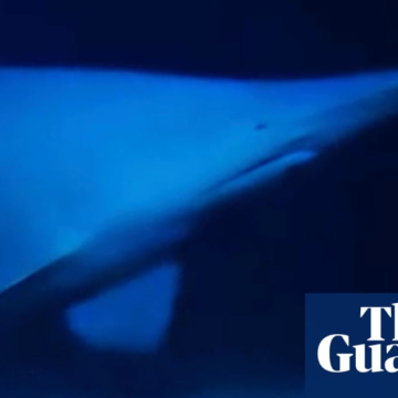 Goblin shark with face ‘not even a mother would love’ seen alive in natural habitat for first time – The Guardian