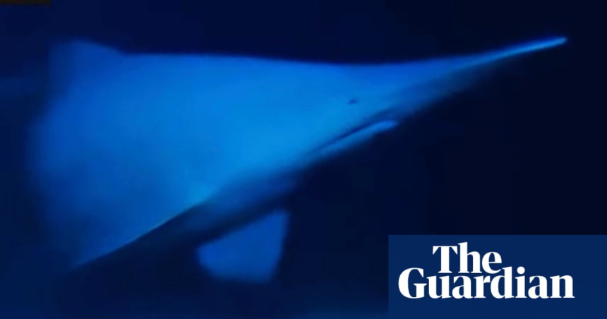 wp-header-logo-640.png Goblin shark with face ‘not even a mother would love’ seen alive in natural habitat for first time – The Guardian