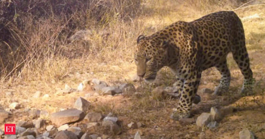 wp-header-logo-709.png Leopard sightings surge in Delhi's Asola Bhatti sanctuary – The Economic Times