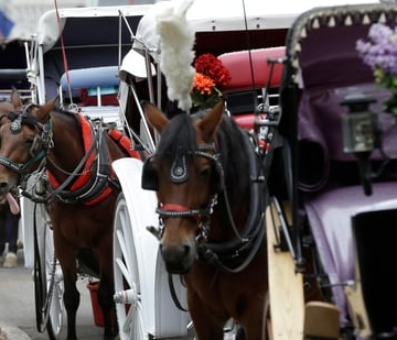 wp-header-logo-786.png In first trip from India, teen dies in freak horse carriage accident at Central Park, New York City | Hindustan Times – Hindustan Times