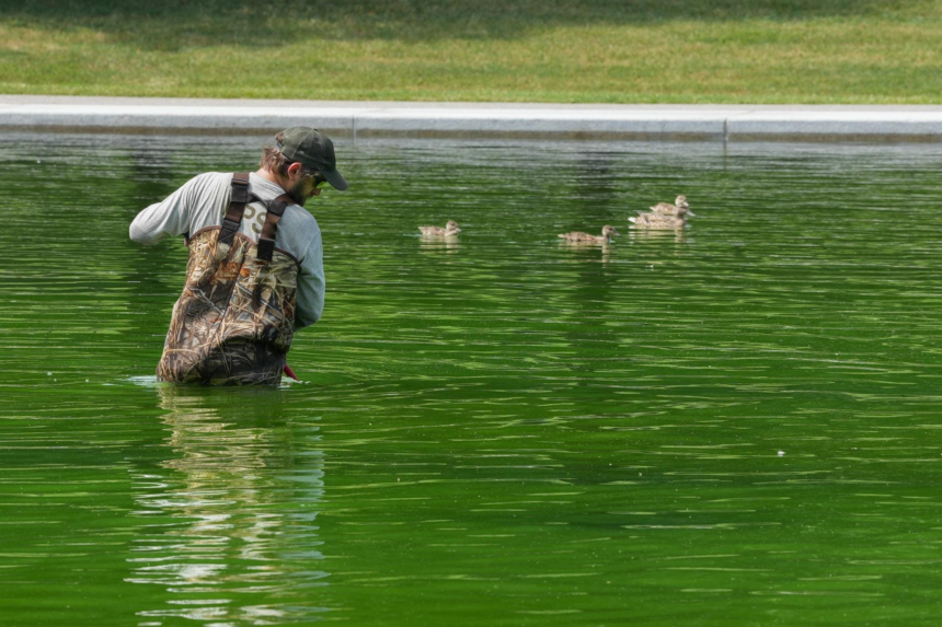 Reflecting Pool Appears Green After Trump Renovation: Photos – Forbes