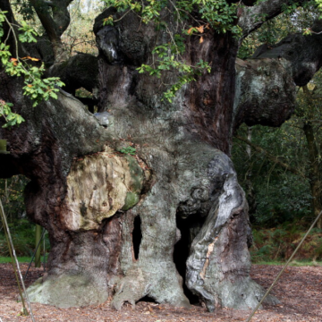 An ancient oak tree said to have sheltered legendary Robin Hood has died – AP News