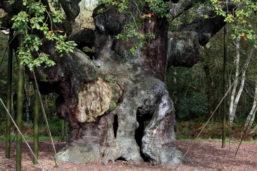 wp-header-logo-884.png An ancient oak tree said to have sheltered legendary Robin Hood has died – AP News
