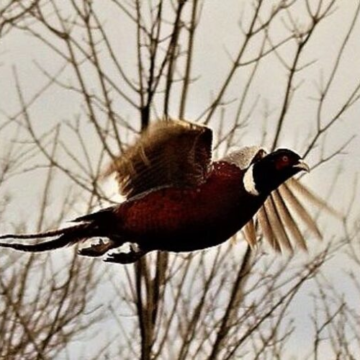 wp-header-logo-931.png NYS rethinking small game, pheasant hunting – observertoday.com