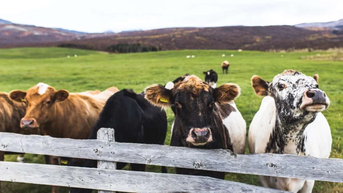 Herd of cattle on a farm field, livestock linked to Shamonda virus